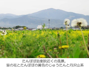 たんぽぽ助産院近くの風景。菜の花とたんぽぽの黄色のじゅうたんと丹沢山系